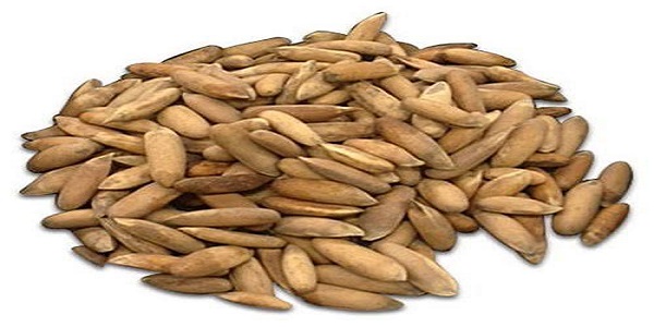خواص و خصوصیات دانه چلغوز