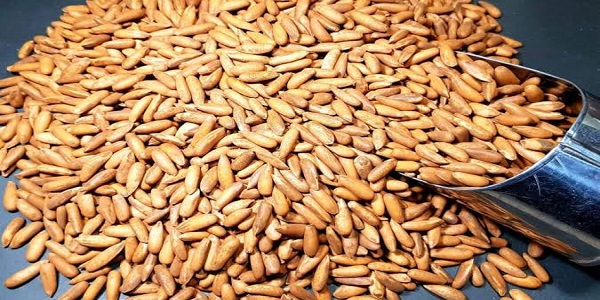 شکل و اندازه دانه چلغوز