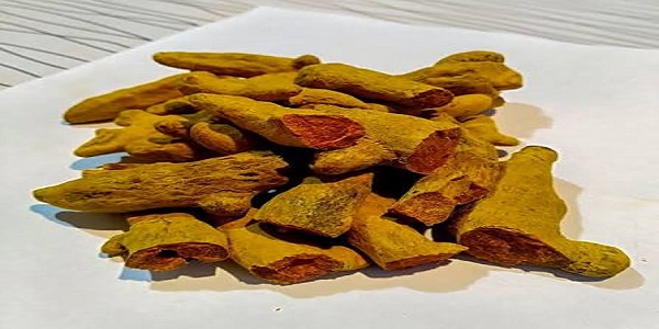 زردچوبه قلم شکسته